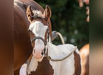 Caballo ""Curly"", Yegua, 1 año, 155 cm, Tovero-todas las-capas