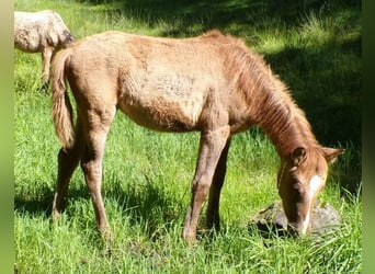 Caballo ""Curly"", Yegua, 1 año, Red Dun/Cervuno