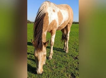 Caballo ""Curly"", Yegua, 2 años, 160 cm, Buckskin/Bayo