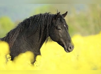 Caballo ""Curly"", Yegua, 4 años, 145 cm, Castaño