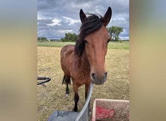 Caballo ""Curly"", Yegua, 4 años, 145 cm, Castaño