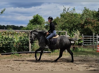 Caballo ""Curly"", Yegua, 4 años, 152 cm