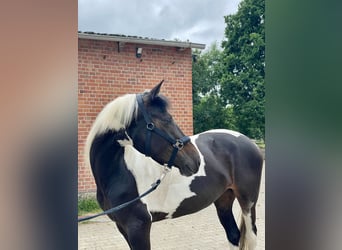 Caballo ""Curly"", Yegua, 4 años, 158 cm, Pío