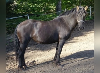 Caballo ""Curly"", Yegua, 6 años, 136 cm, Negro