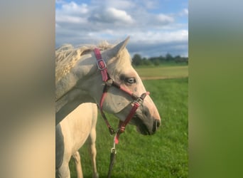Caballo ""Curly"" Mestizo, Yegua, 6 años, 147 cm