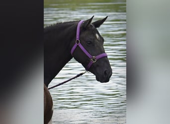 Caballo ""Curly"", Yegua, 6 años, 147 cm, Negro
