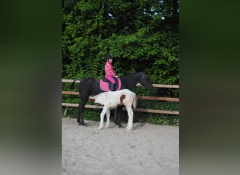 Caballo ""Curly"", Yegua, 6 años, 147 cm, Negro