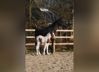 Caballo ""Curly"", Yegua, 6 años, 147 cm, Negro