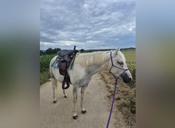 Caballo ""Curly"" Mestizo, Yegua, 6 años, 148 cm, Pío