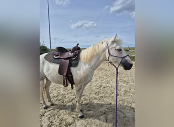 Caballo ""Curly"" Mestizo, Yegua, 6 años, 148 cm, Pío