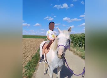 Caballo ""Curly"" Mestizo, Yegua, 6 años, 148 cm, Pío
