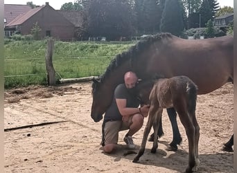 Caballo ""Curly"", Yegua, 6 años, 152 cm, Castaño