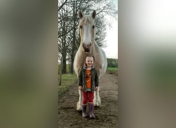 Caballo ""Curly"", Yegua, 8 años, 148 cm, Palomino