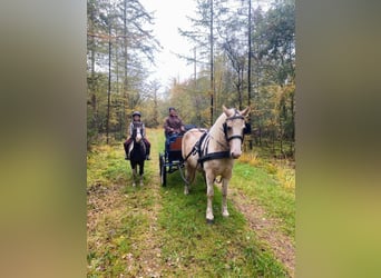 Caballo ""Curly"", Yegua, 8 años, 148 cm, Palomino