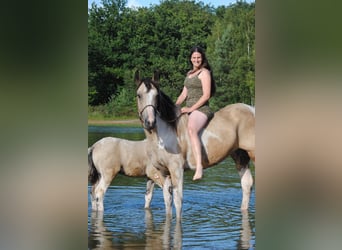 Caballo ""Curly"", Yegua, 8 años, 158 cm, Bayo