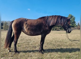 Caballo ""Curly"" Mestizo, Yegua, 9 años, 135 cm, Bayo