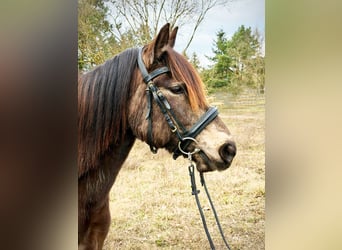 Caballo ""Curly"" Mestizo, Yegua, 9 años, 135 cm, Bayo
