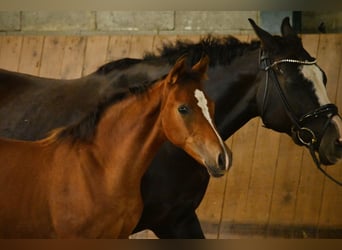 Caballo ""Curly"", Yegua, Potro (04/2026), 148 cm, Castaño