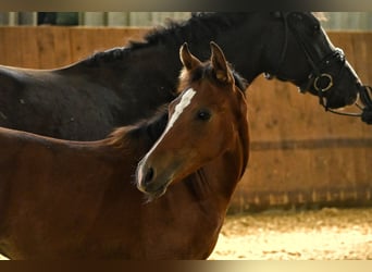 Caballo ""Curly"", Yegua, Potro (04/2026), 148 cm, Castaño