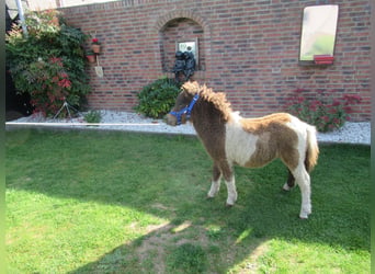Caballo ""Curly"", Yegua, Potro (05/2026)