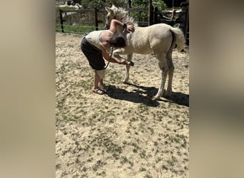 Caballo ""Curly"" Mestizo, Yegua, Potro (05/2026), Palomino
