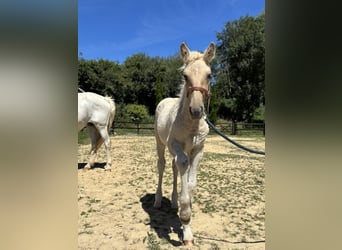Caballo ""Curly"" Mestizo, Yegua, Potro (05/2026), Palomino