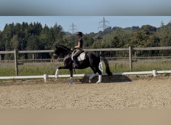 Caballo de deporte alemán, Caballo castrado, 10 años, 163 cm, Negro