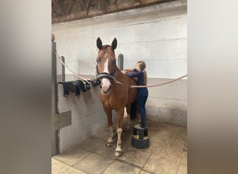 Caballo de deporte alemán, Caballo castrado, 10 años, 164 cm, Alazán