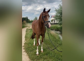 Caballo de deporte alemán, Caballo castrado, 10 años, 164 cm, Alazán