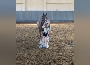 Caballo de deporte alemán, Caballo castrado, 10 años, 164 cm, Alazán