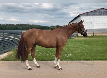 Caballo de deporte alemán, Caballo castrado, 10 años, 164 cm, Alazán