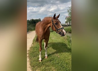 Caballo de deporte alemán, Caballo castrado, 10 años, 164 cm, Alazán