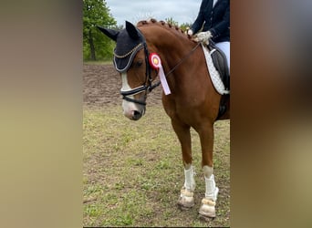 Caballo de deporte alemán, Caballo castrado, 10 años, 164 cm, Alazán