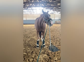 Caballo de deporte alemán, Caballo castrado, 10 años, 164 cm, Alazán