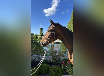 Caballo de deporte alemán, Caballo castrado, 10 años, 164 cm, Castaño