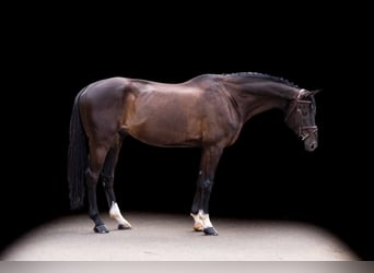 Caballo de deporte alemán, Caballo castrado, 10 años, 167 cm, Castaño