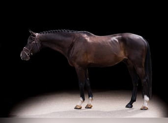 Caballo de deporte alemán, Caballo castrado, 10 años, 167 cm, Castaño