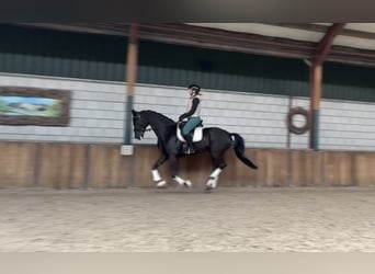 Caballo de deporte alemán, Caballo castrado, 10 años, 167 cm, Negro