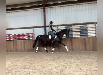 Caballo de deporte alemán, Caballo castrado, 10 años, 167 cm, Negro