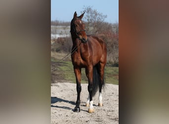 Caballo de deporte alemán, Caballo castrado, 10 años, 168 cm, Castaño