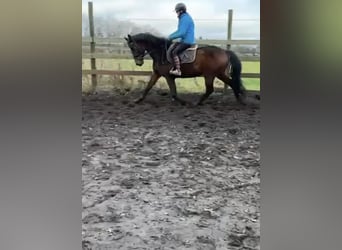 Caballo de deporte alemán, Caballo castrado, 10 años, 168 cm, Castaño oscuro