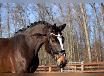 Caballo de deporte alemán, Caballo castrado, 10 años, 168 cm, Castaño oscuro