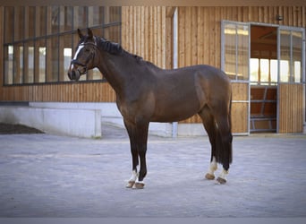 Caballo de deporte alemán, Caballo castrado, 10 años, 168 cm, Castaño oscuro
