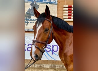 Caballo de deporte alemán, Caballo castrado, 10 años, 169 cm, Castaño