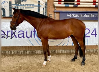 Caballo de deporte alemán, Caballo castrado, 10 años, 169 cm, Castaño