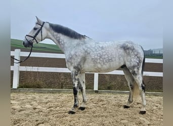 Caballo de deporte alemán, Caballo castrado, 10 años, 170 cm, Tordo