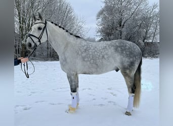 Caballo de deporte alemán, Caballo castrado, 10 años, 170 cm, Tordo rodado