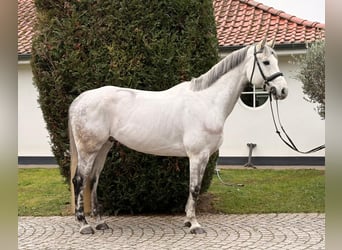 Caballo de deporte alemán, Caballo castrado, 10 años, 170 cm, Tordo rodado