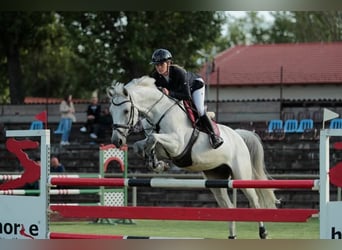 Caballo de deporte alemán, Caballo castrado, 10 años, 171 cm, Tordo