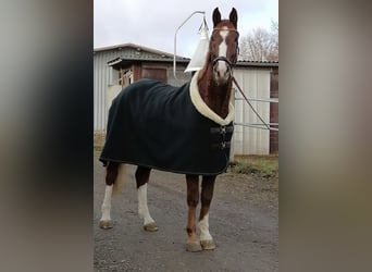 Caballo de deporte alemán, Caballo castrado, 10 años, 172 cm, Alazán